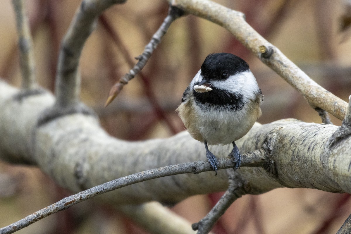 Black-capped Chickadee - ML644534316