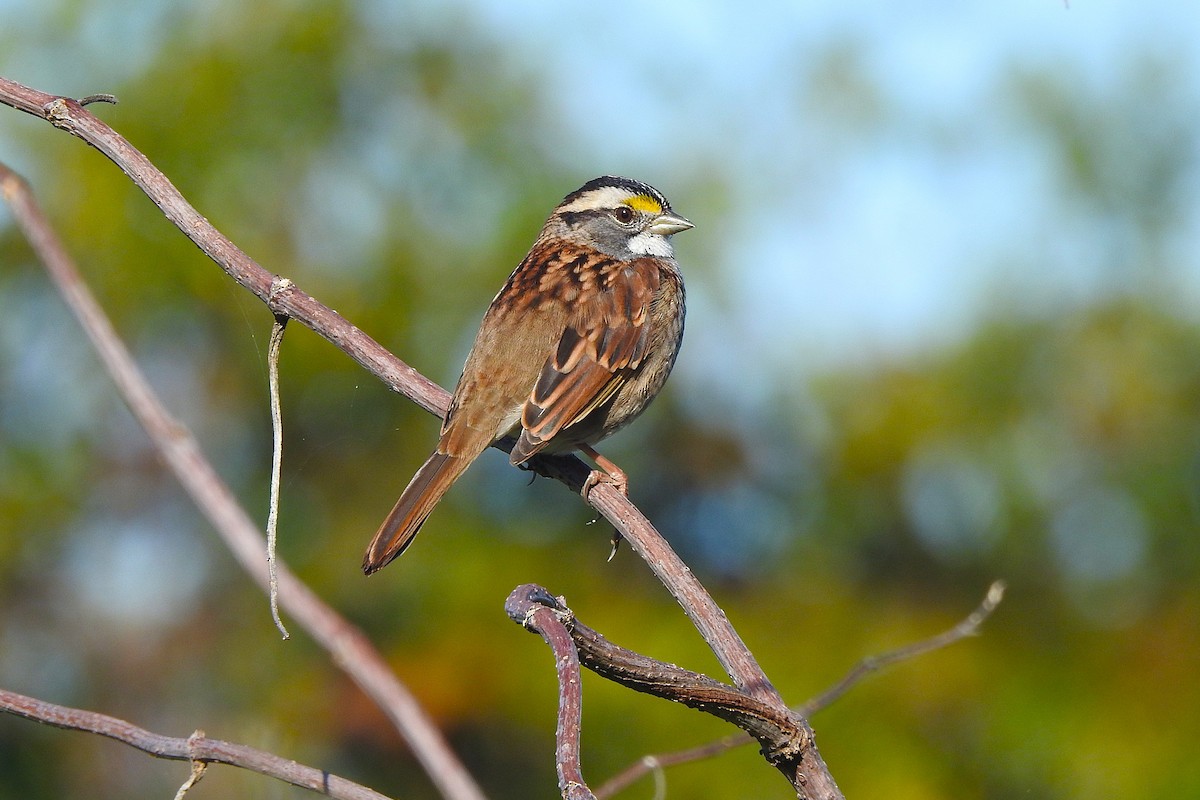 White-throated Sparrow - ML644534317