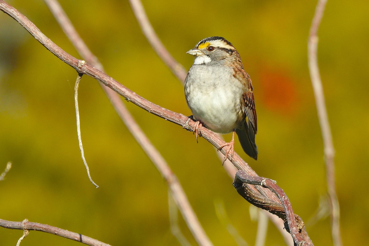 White-throated Sparrow - ML644534318
