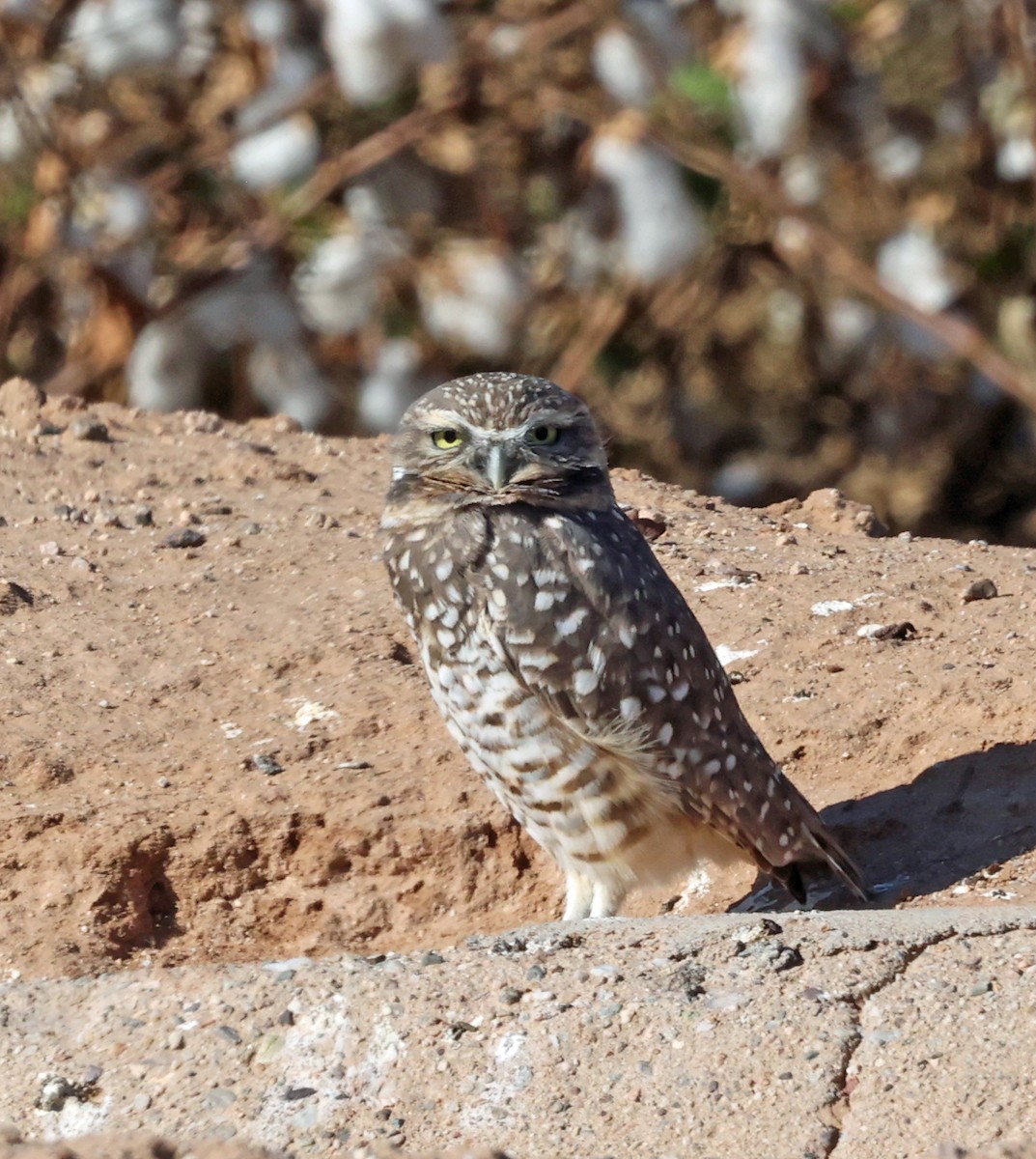 Burrowing Owl - ML644534319