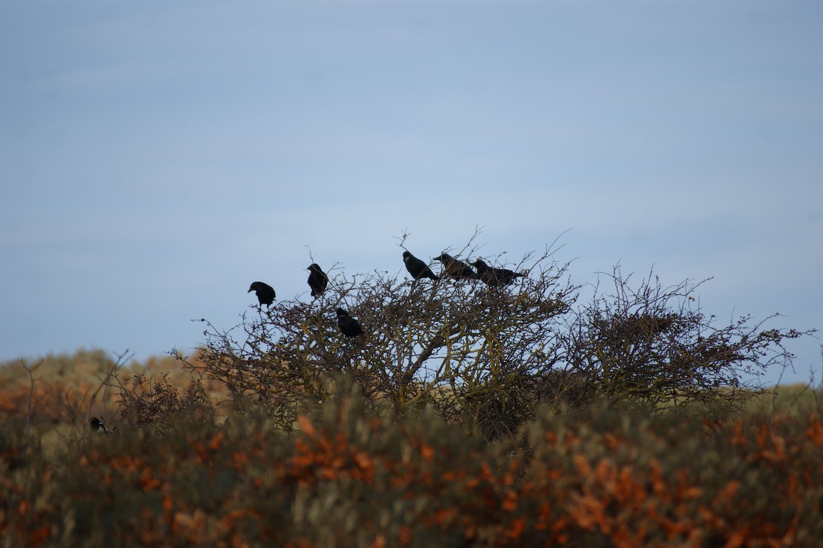 Carrion Crow - ML644534321