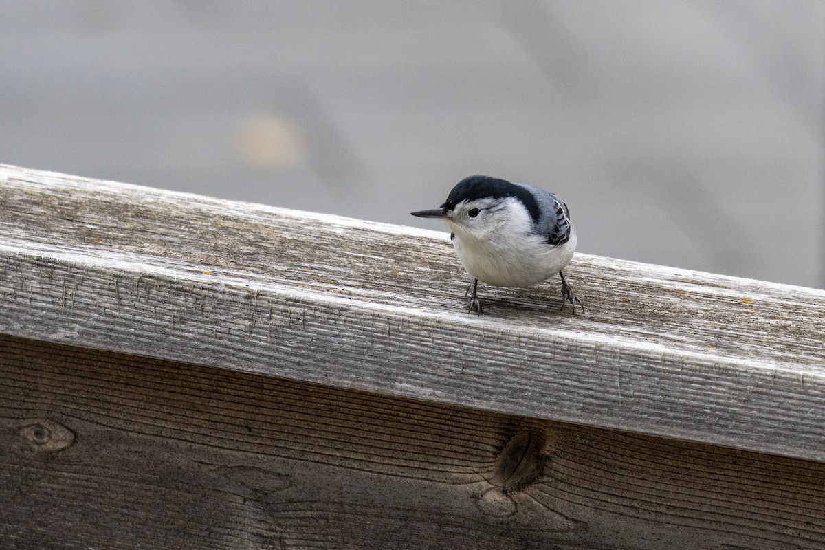 White-breasted Nuthatch - ML644534322