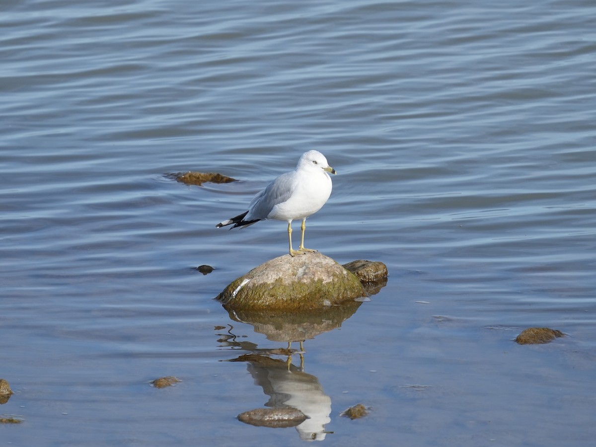 Ring-billed Gull - ML644534327