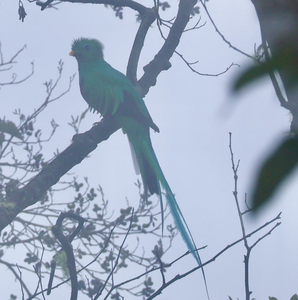 Resplendent Quetzal - ML644534331