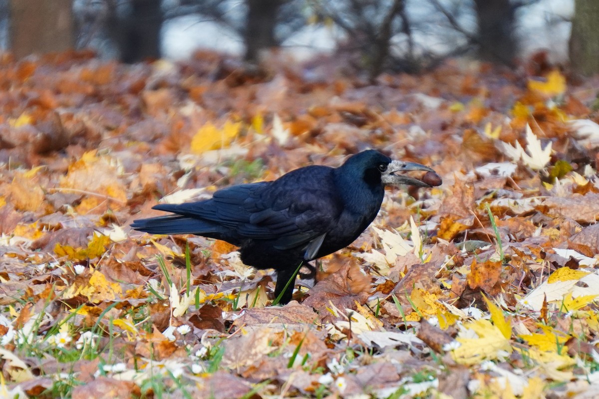 havran polní - ML644534332