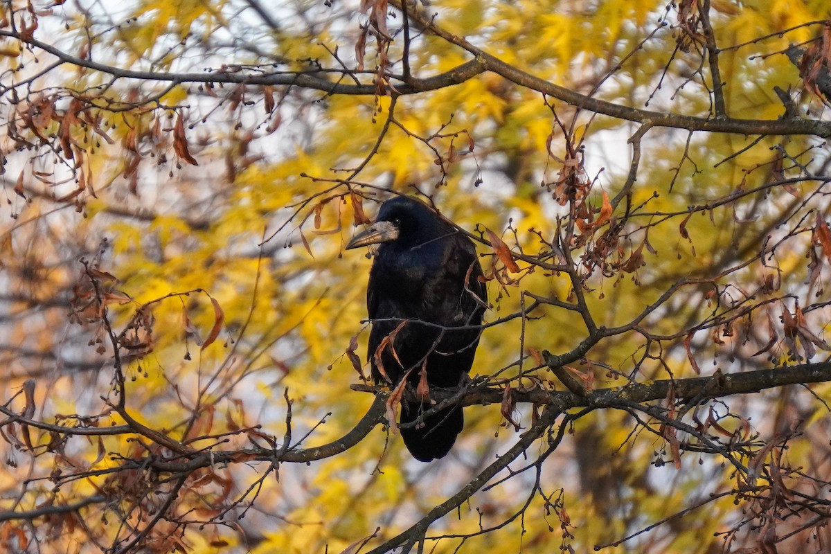 havran polní - ML644534333