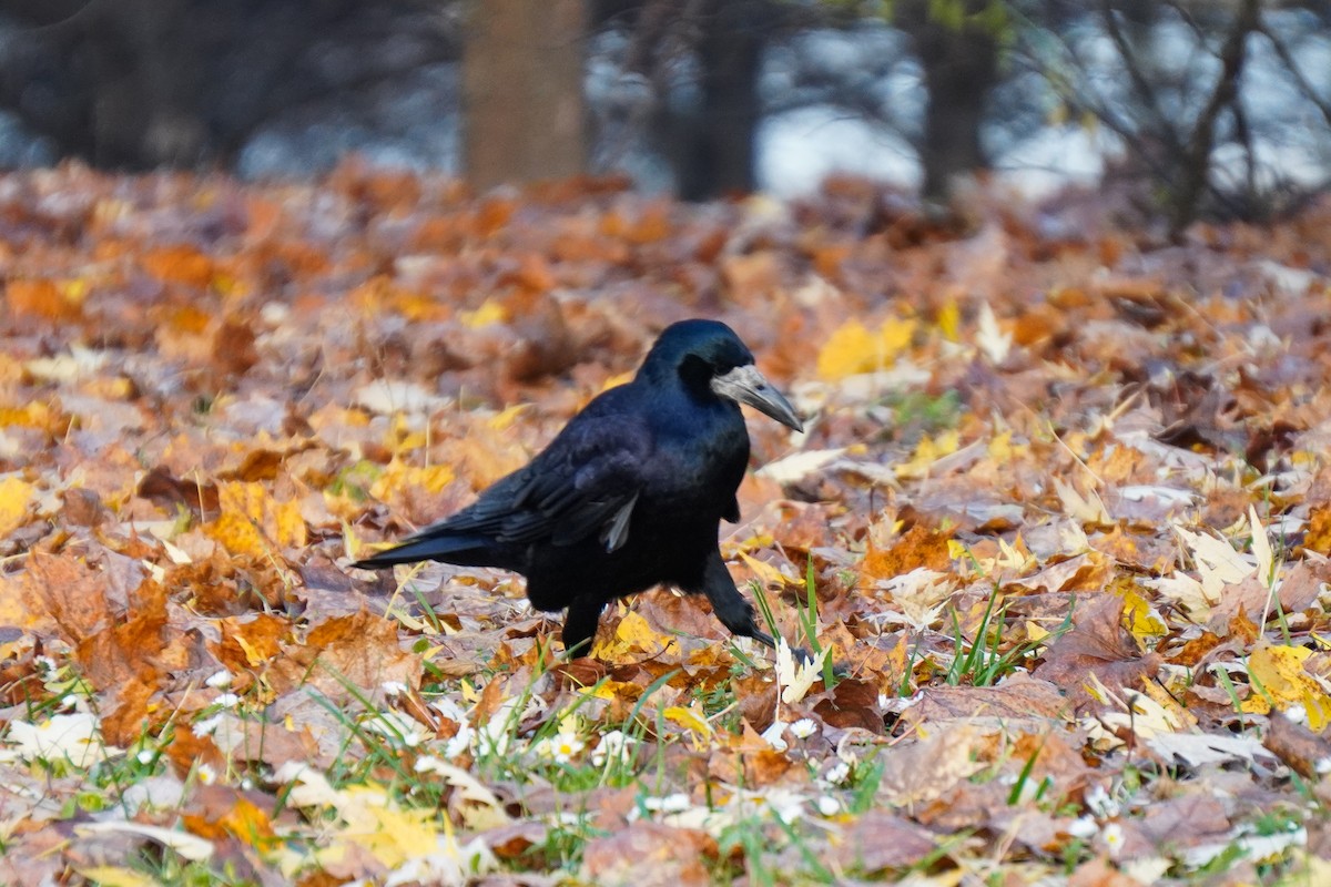 havran polní - ML644534334