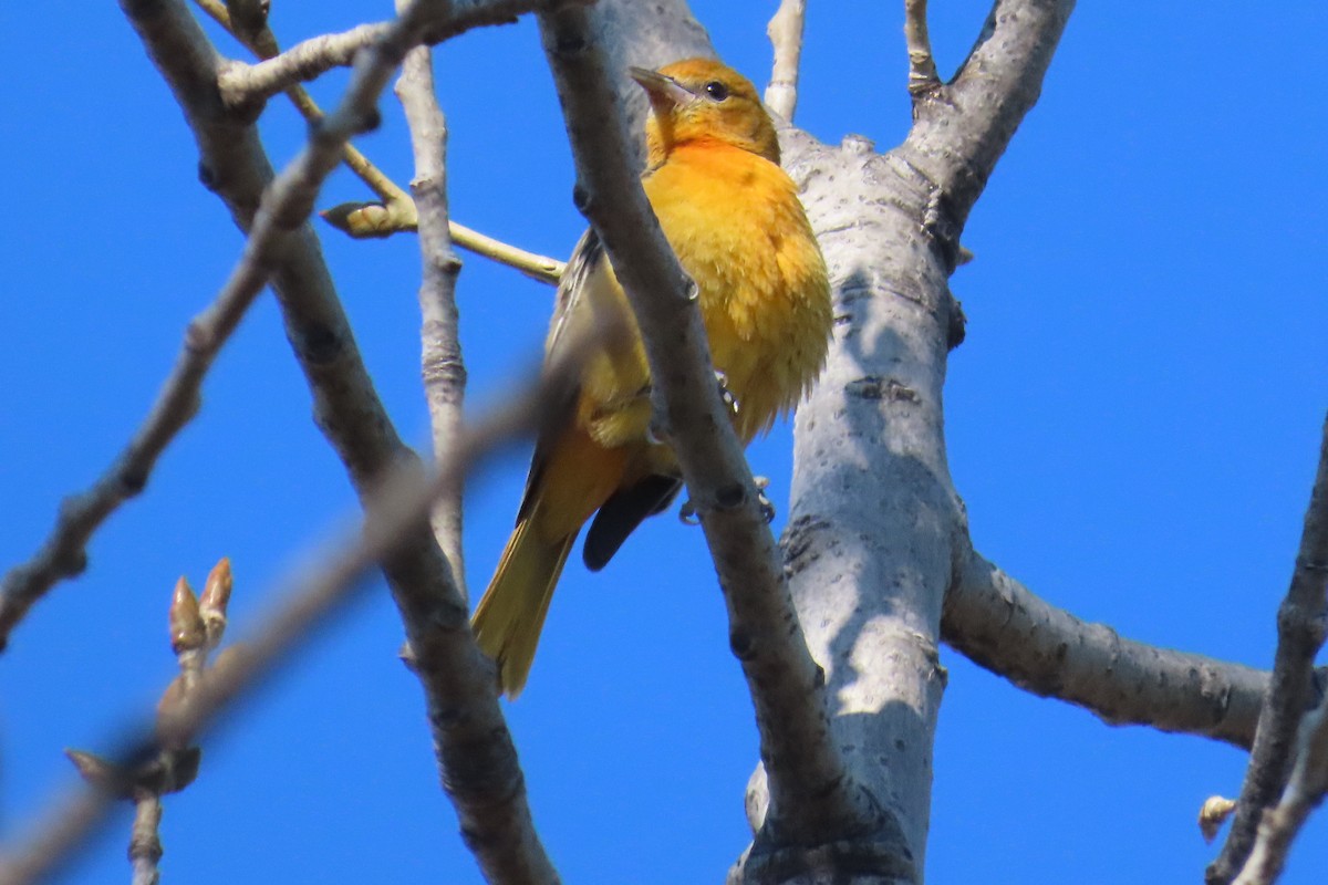 lundtrupial - ML644534335