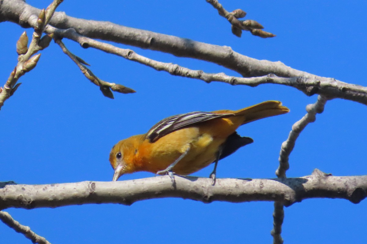 lundtrupial - ML644534336