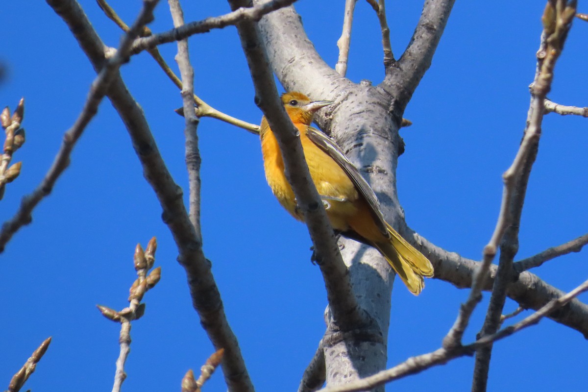 lundtrupial - ML644534337