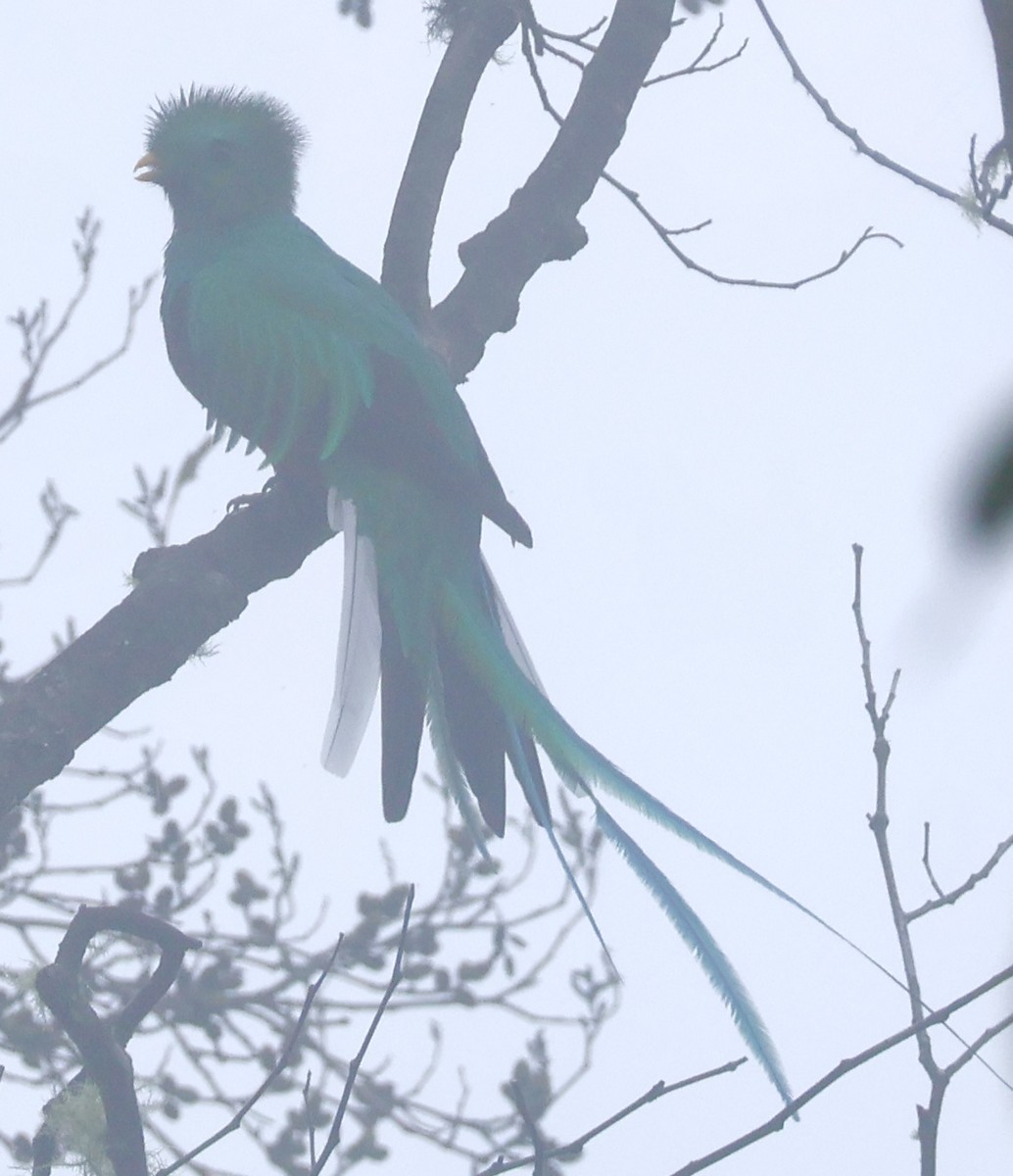 Resplendent Quetzal - ML644534338