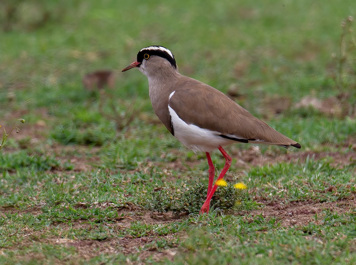 Crowned Lapwing - ML644534339