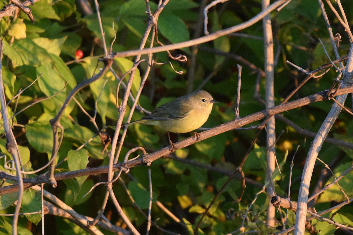 Orange-crowned Warbler - ML644534340