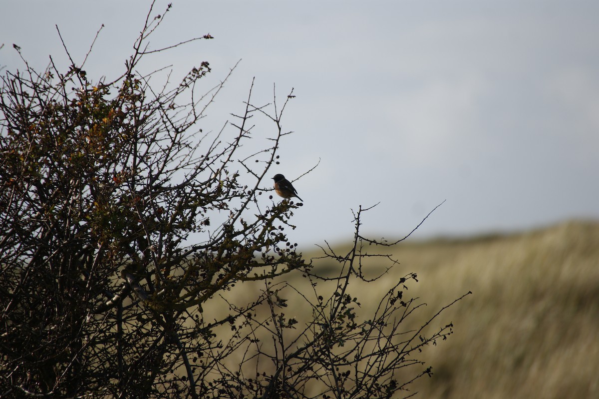 Трав'янка чорноголова - ML644534348