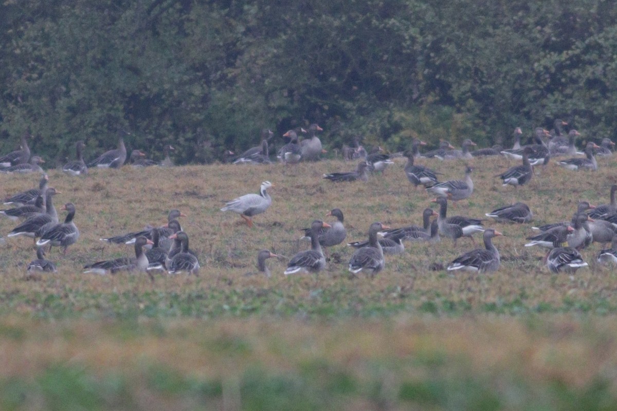 Oie à tête barrée - ML644534350