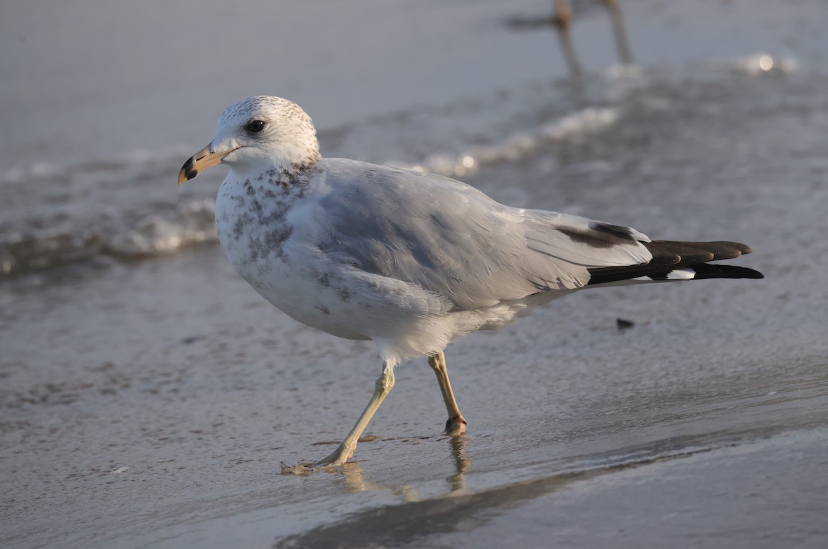 Ring-billed Gull - ML644534356