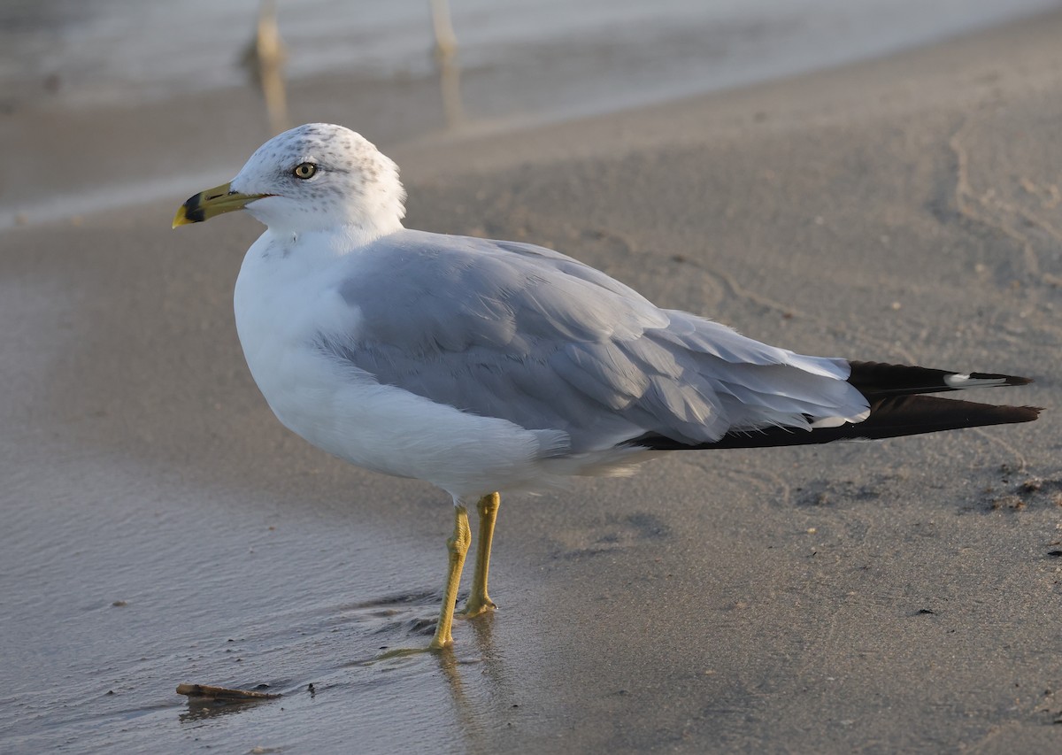 Ring-billed Gull - ML644534357