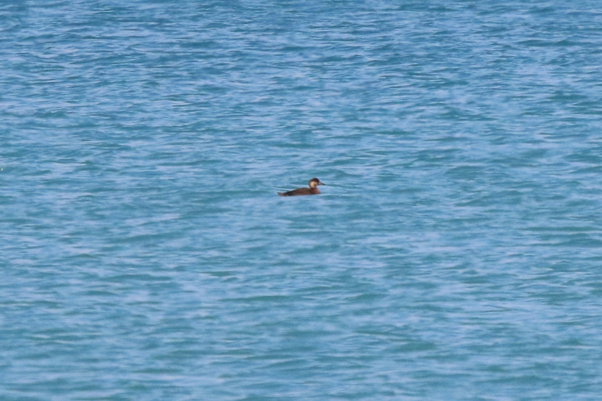 Ahatebeltz amerikarra - ML644534359