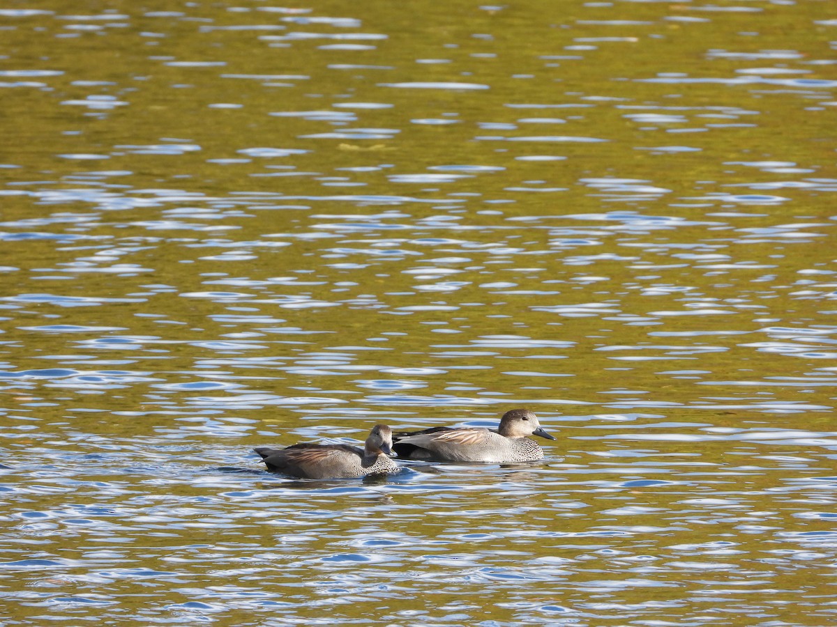 Gadwall - ML644534361