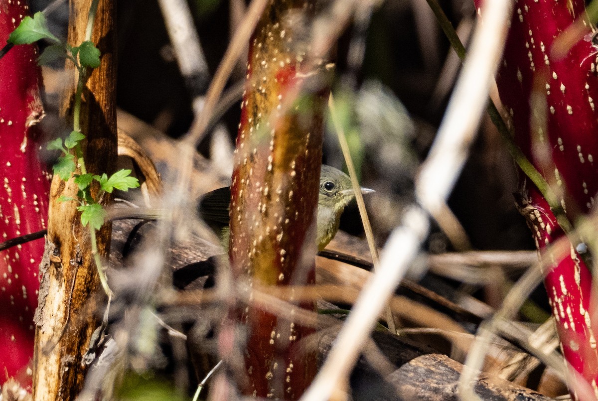 Mourning Warbler - ML644534362