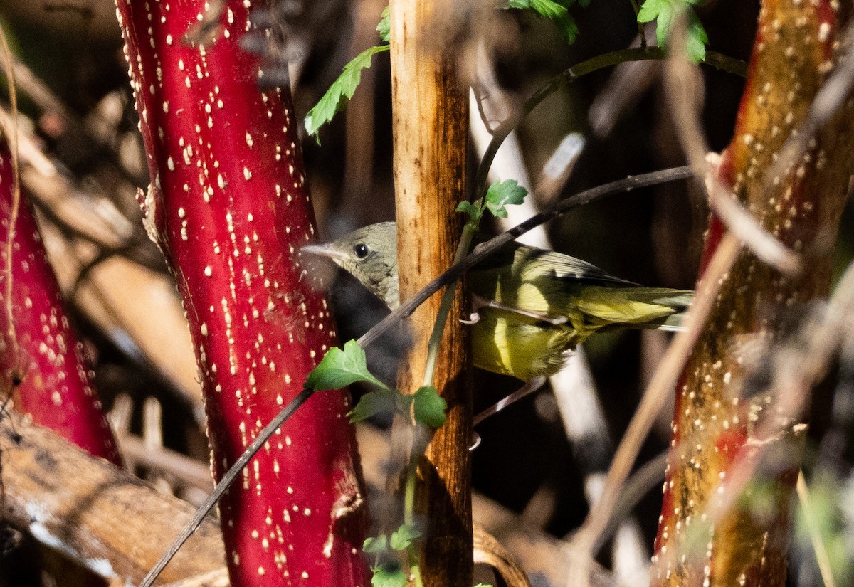 Mourning Warbler - ML644534363