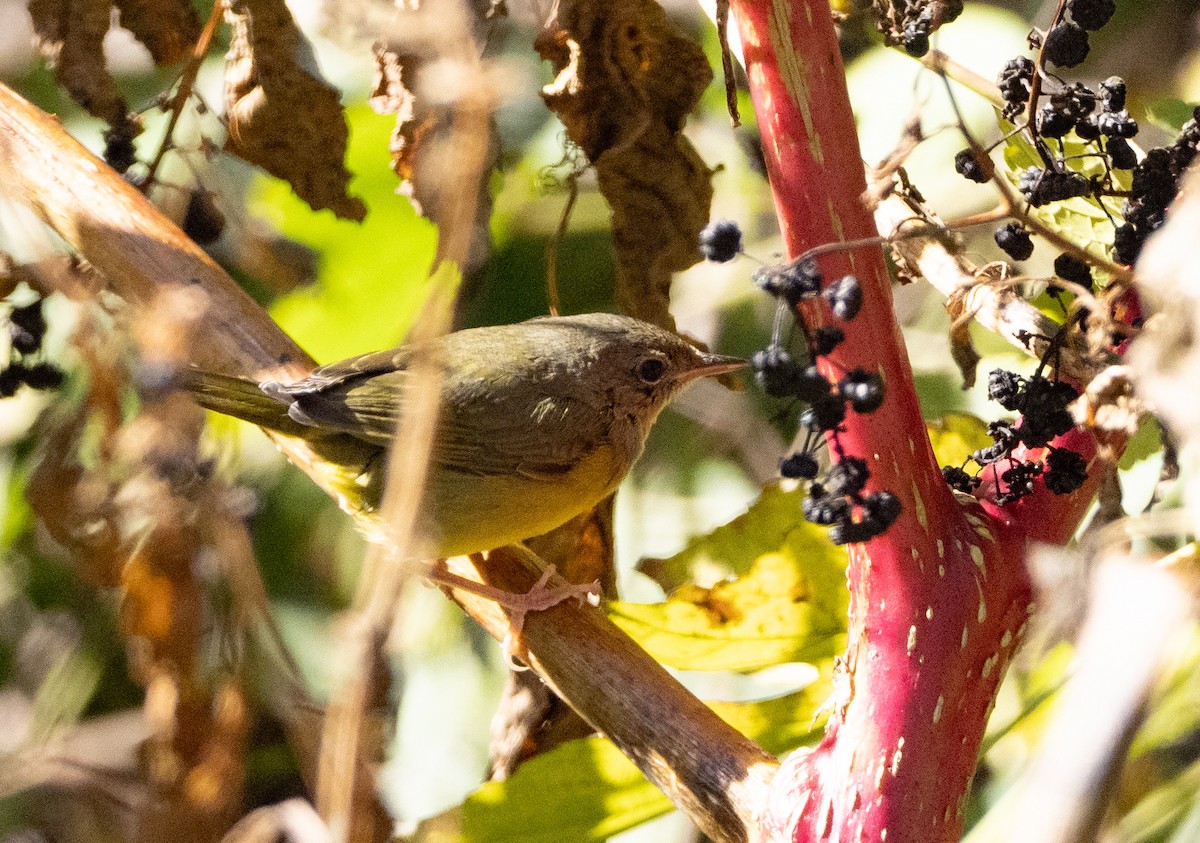 Mourning Warbler - ML644534364