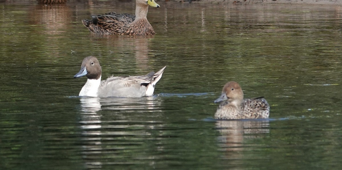 Northern Pintail - ML644534375