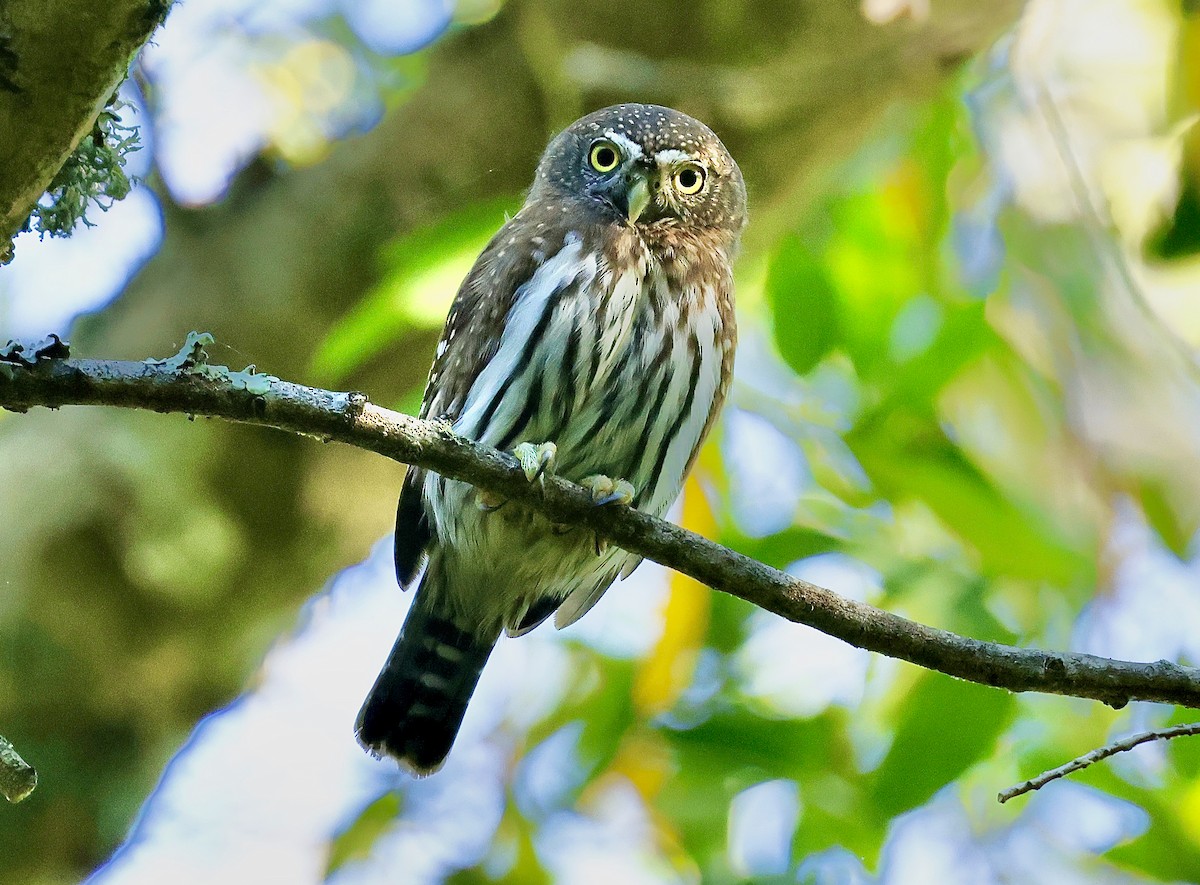 gnomugle - ML644534377