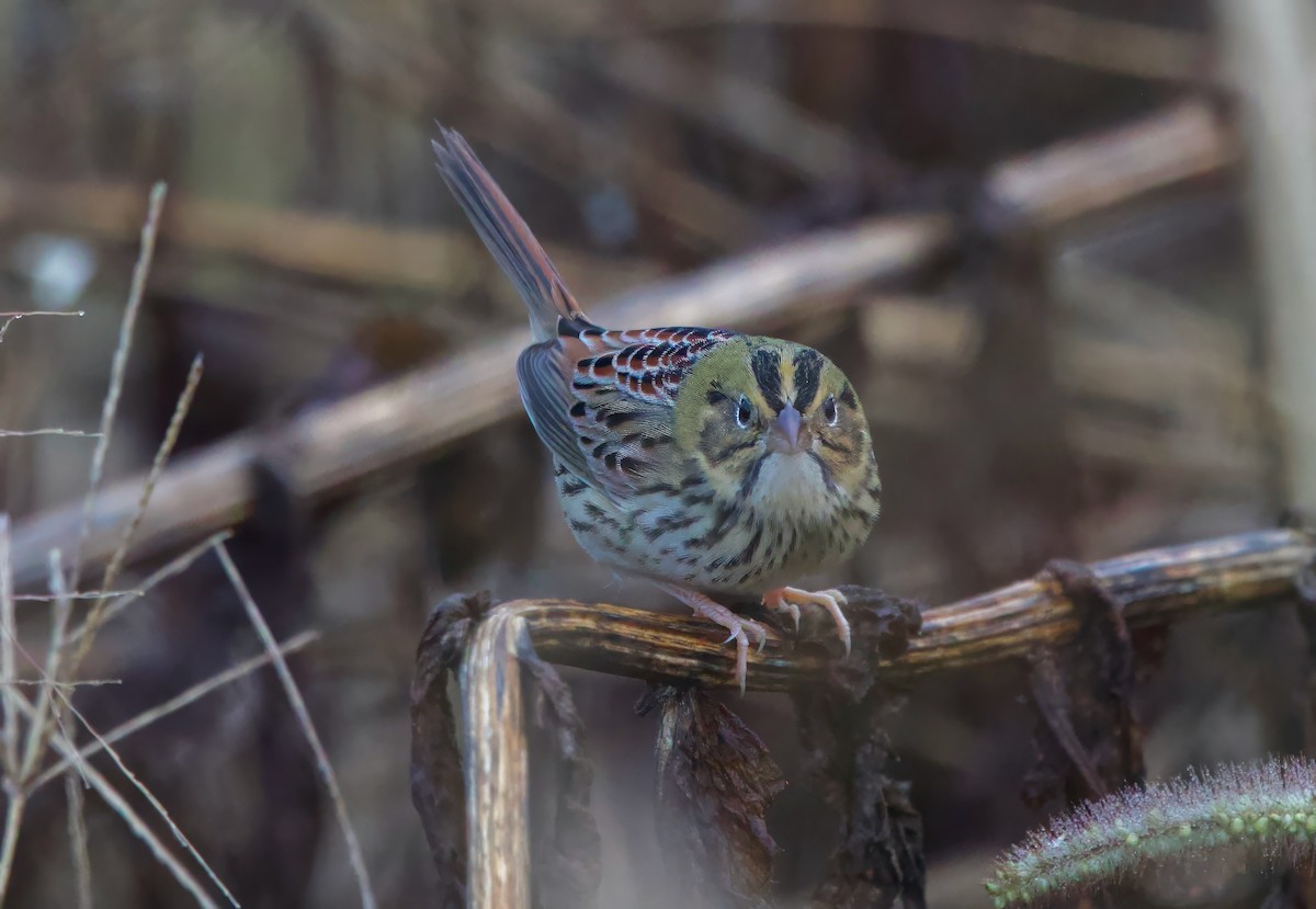 Henslow's Sparrow - ML644534380