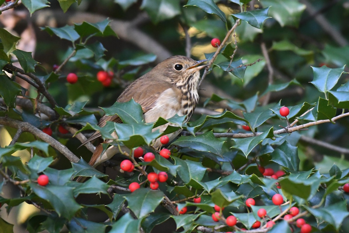 Hermit Thrush (faxoni/crymophilus) - ML644534383