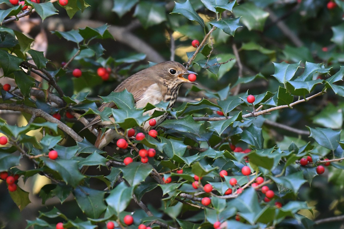 Hermit Thrush (faxoni/crymophilus) - ML644534384