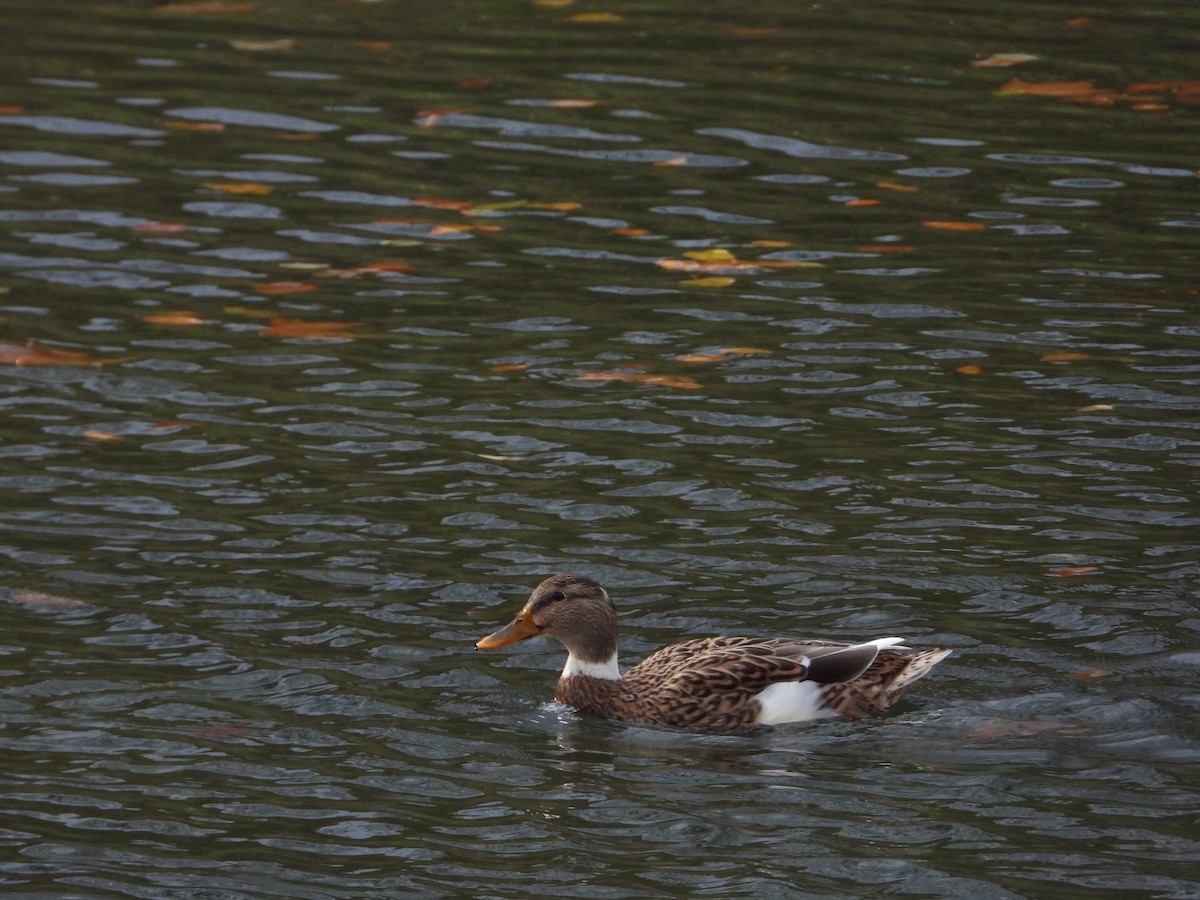 Mallard (Domestic type) - ML644534385