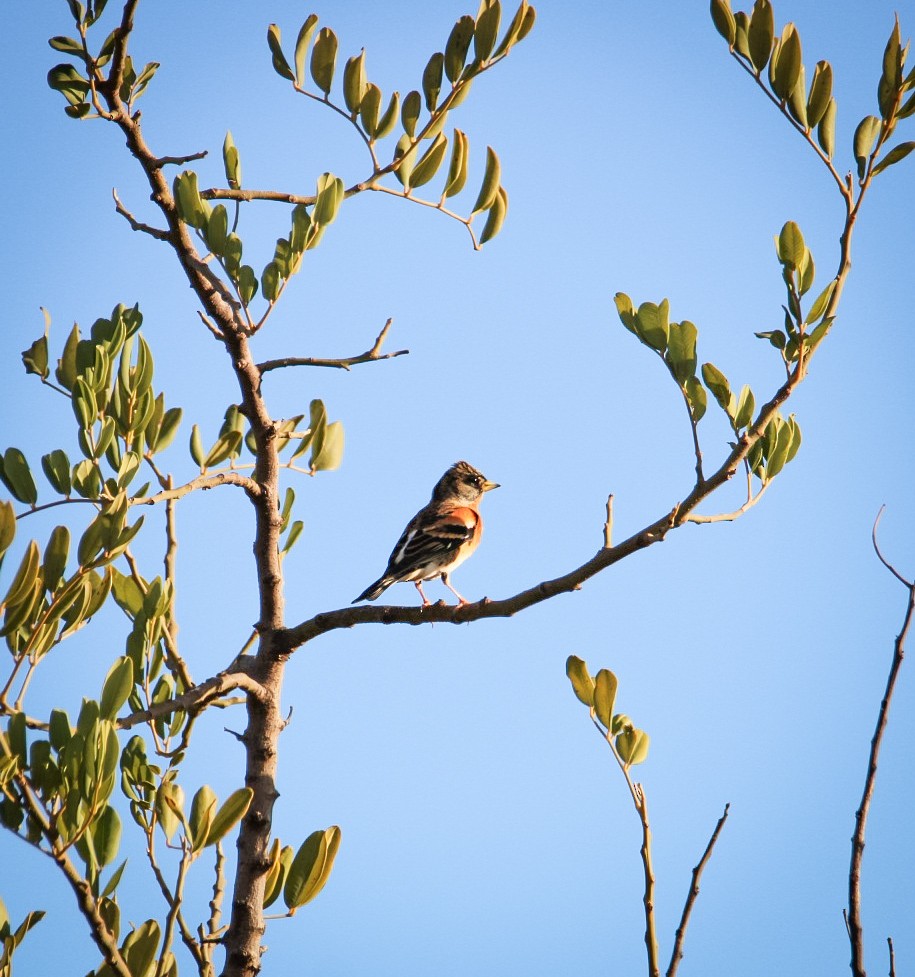 Brambling - ML644534386
