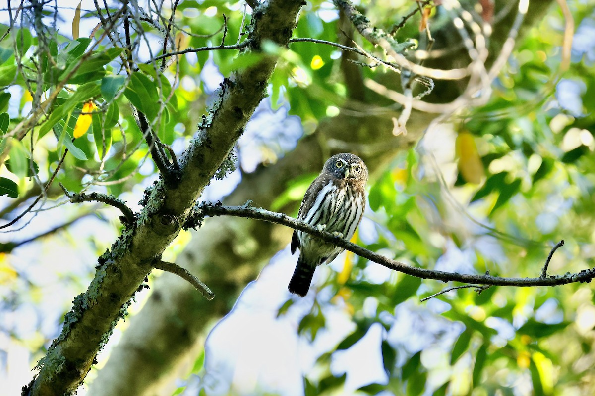 gnomugle - ML644534401