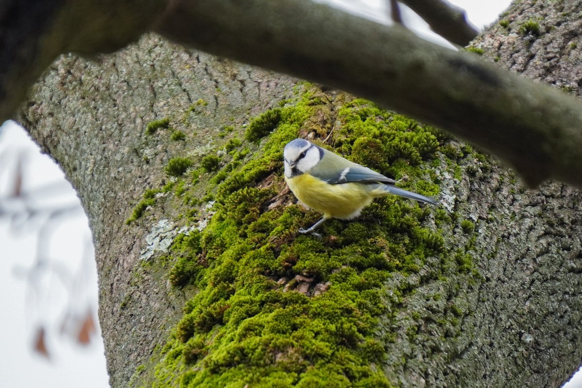 sýkora modřinka - ML644534402