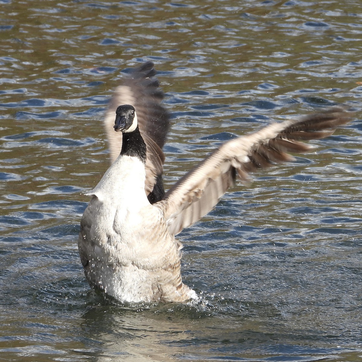 Canada Goose - ML644534406