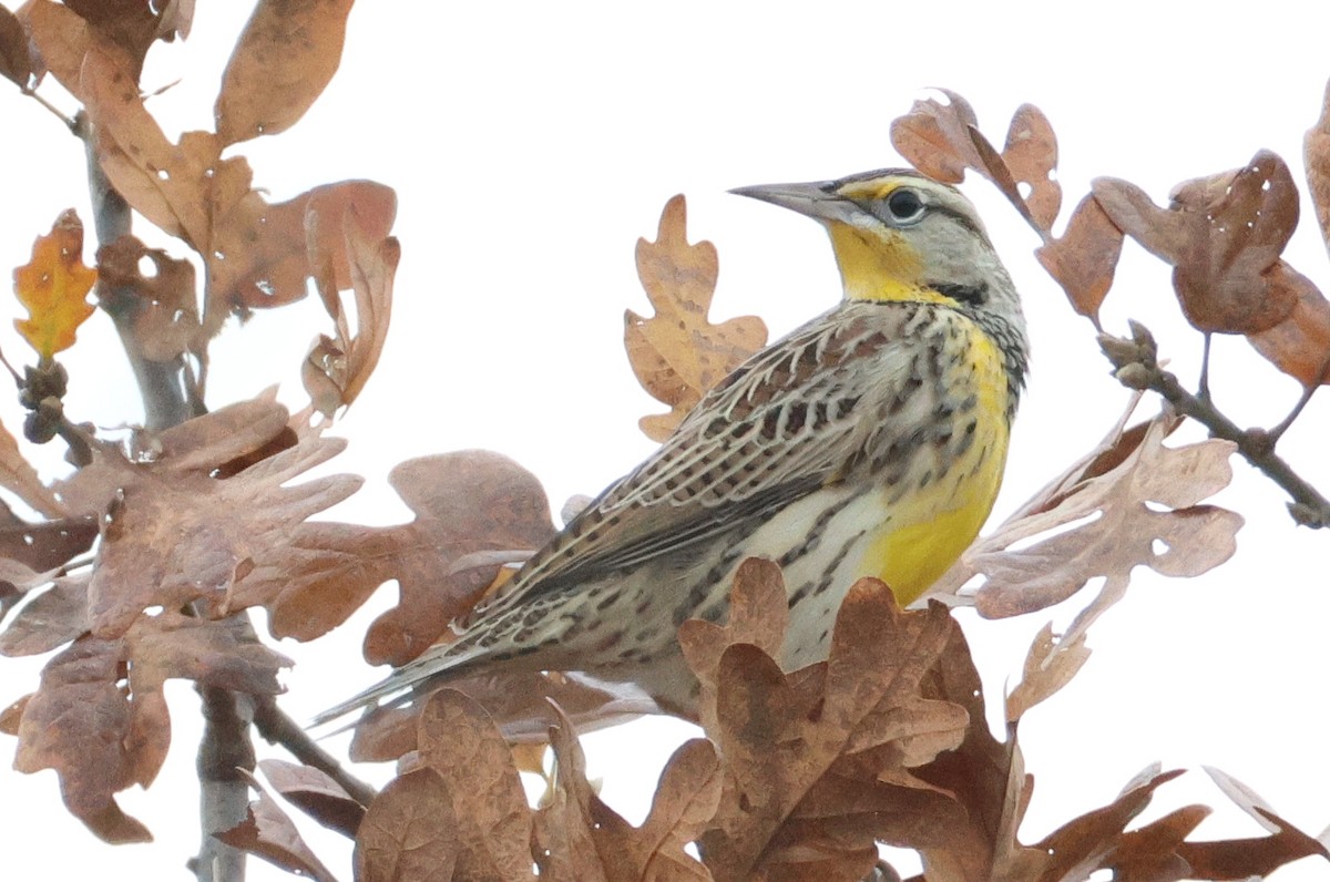 Western Meadowlark - ML644534407