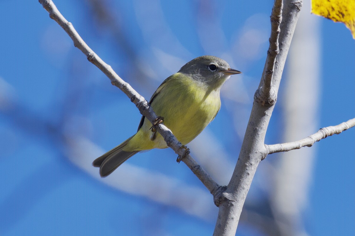 Orange-crowned Warbler - ML644534408