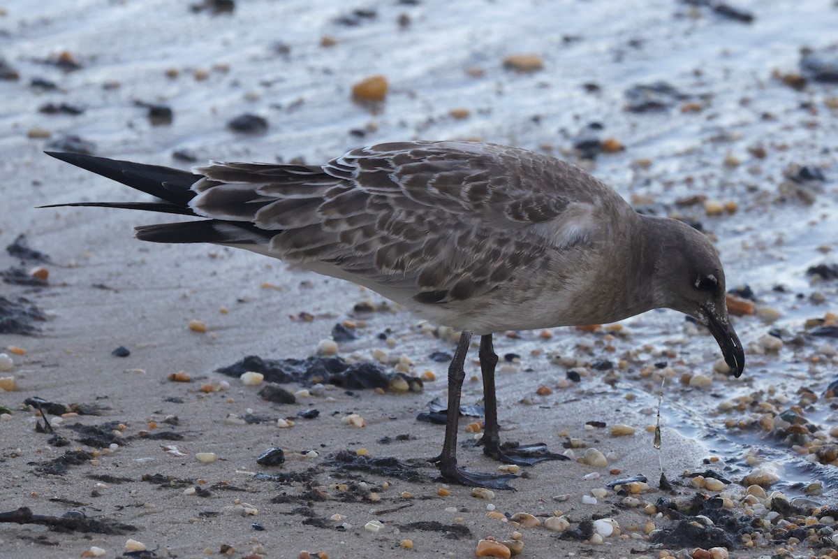 Laughing Gull - ML644534409