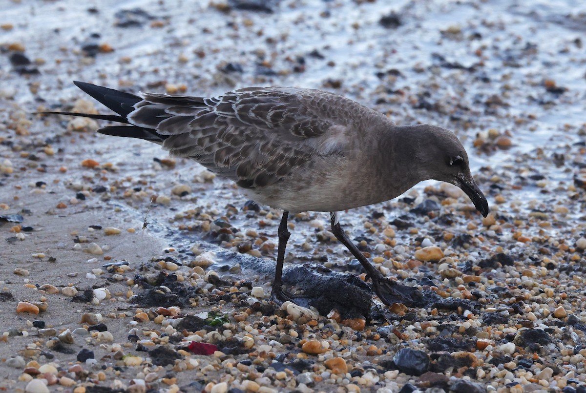 Laughing Gull - ML644534410