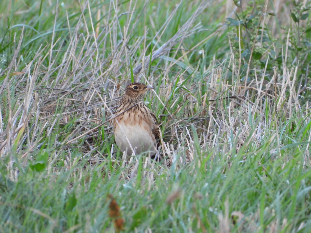 歐亞雲雀 - ML644534411