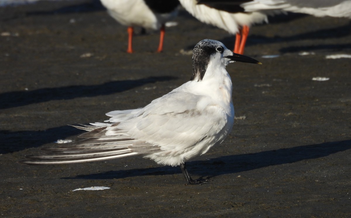 Sterne caugek - ML644534412