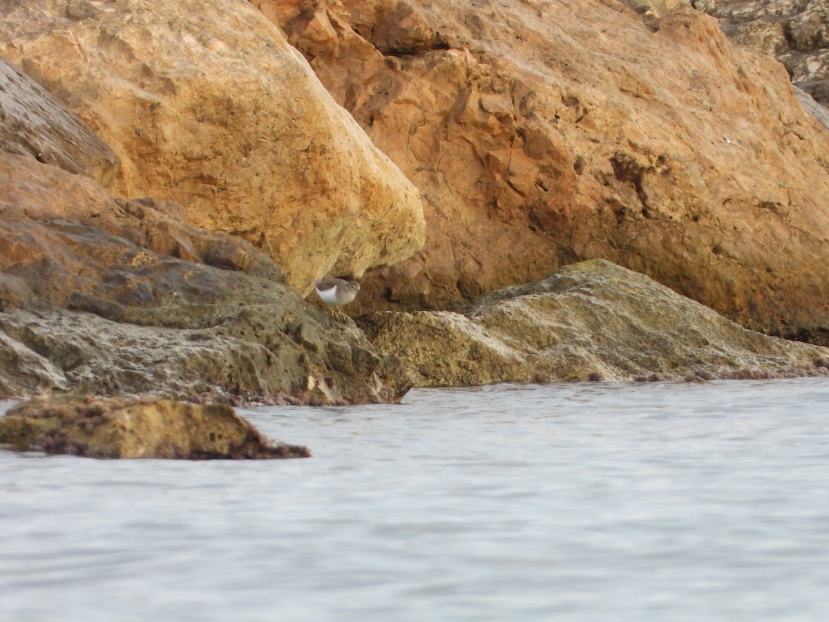 磯鷸 - ML644534414