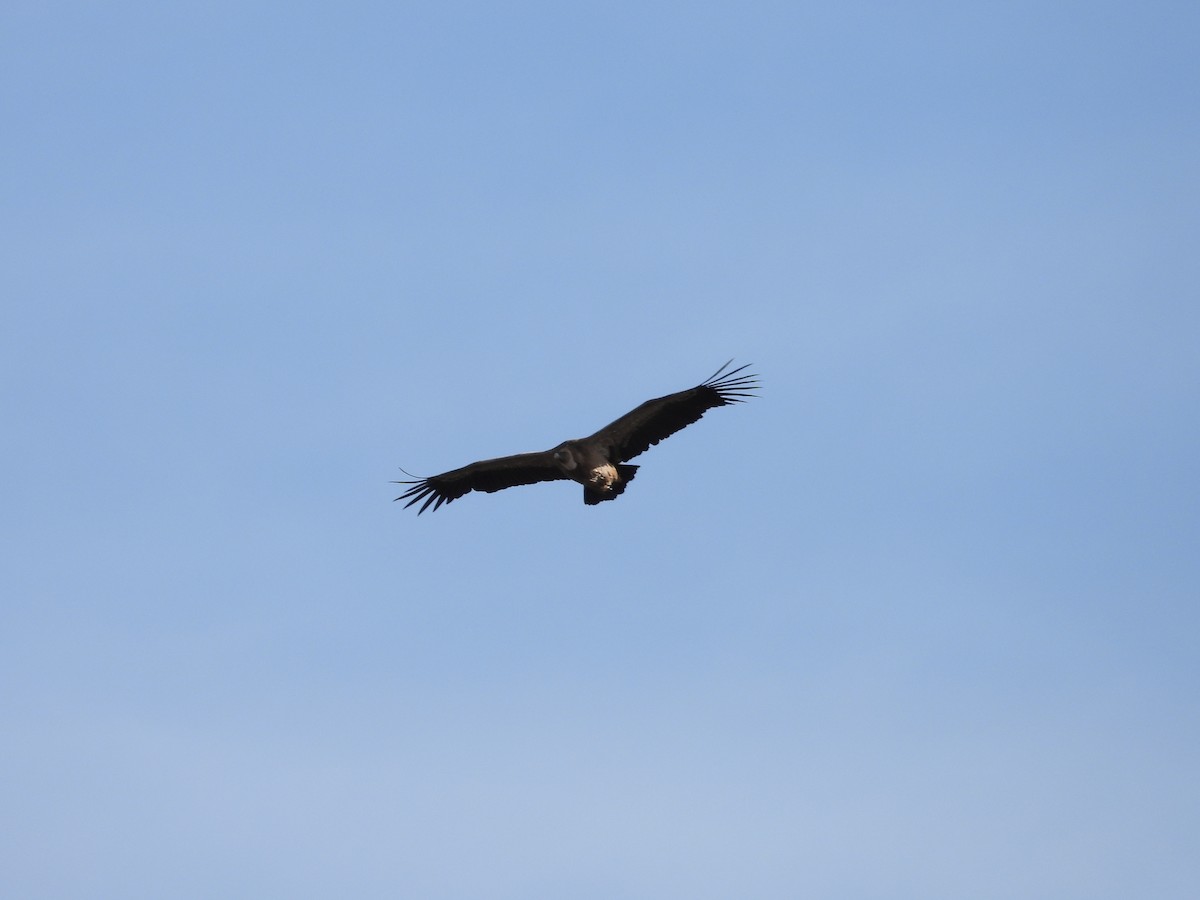 Vautour fauve - ML644534416