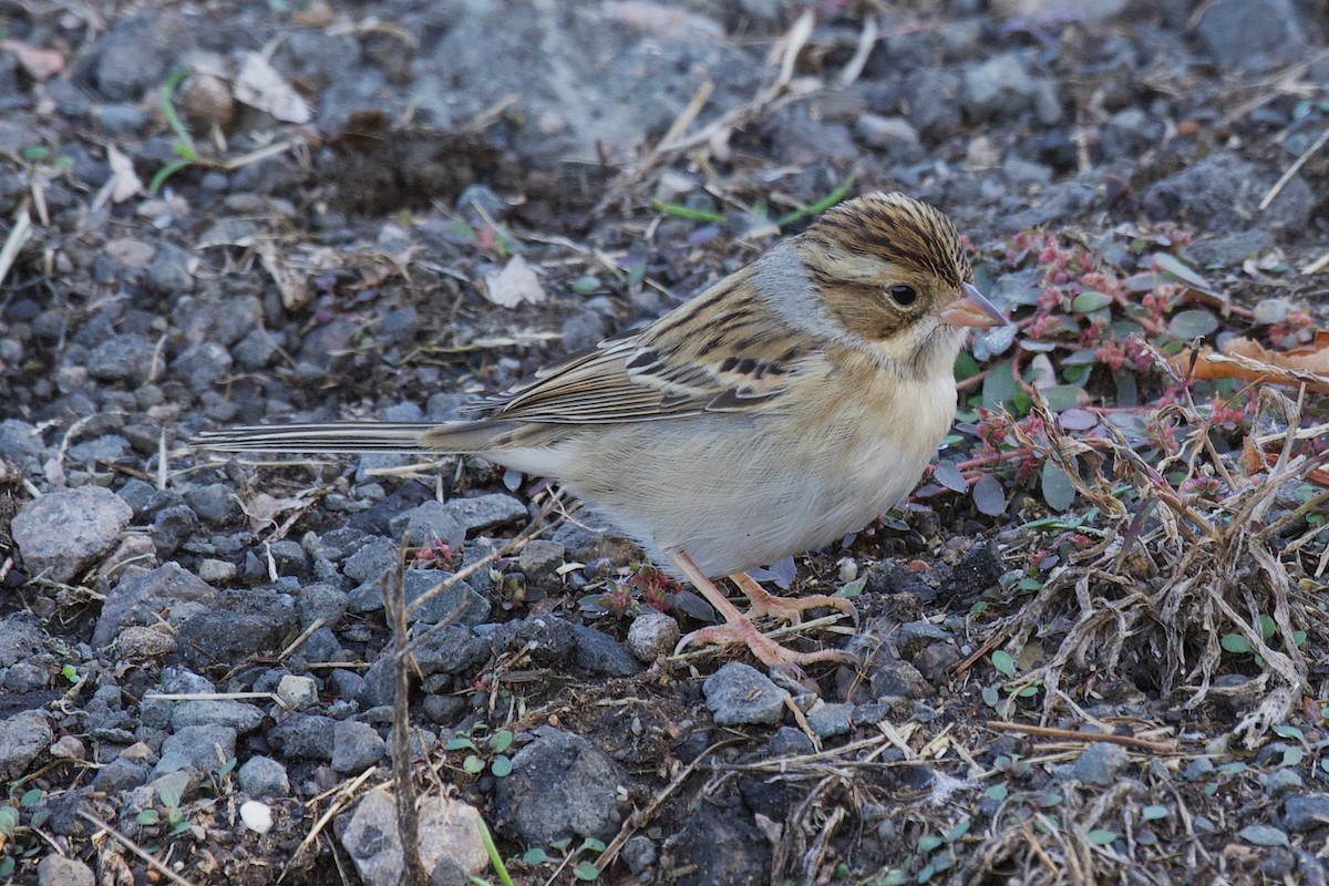Clay-colored Sparrow - ML644534417