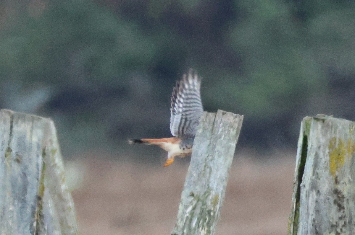 American Kestrel - ML644534420