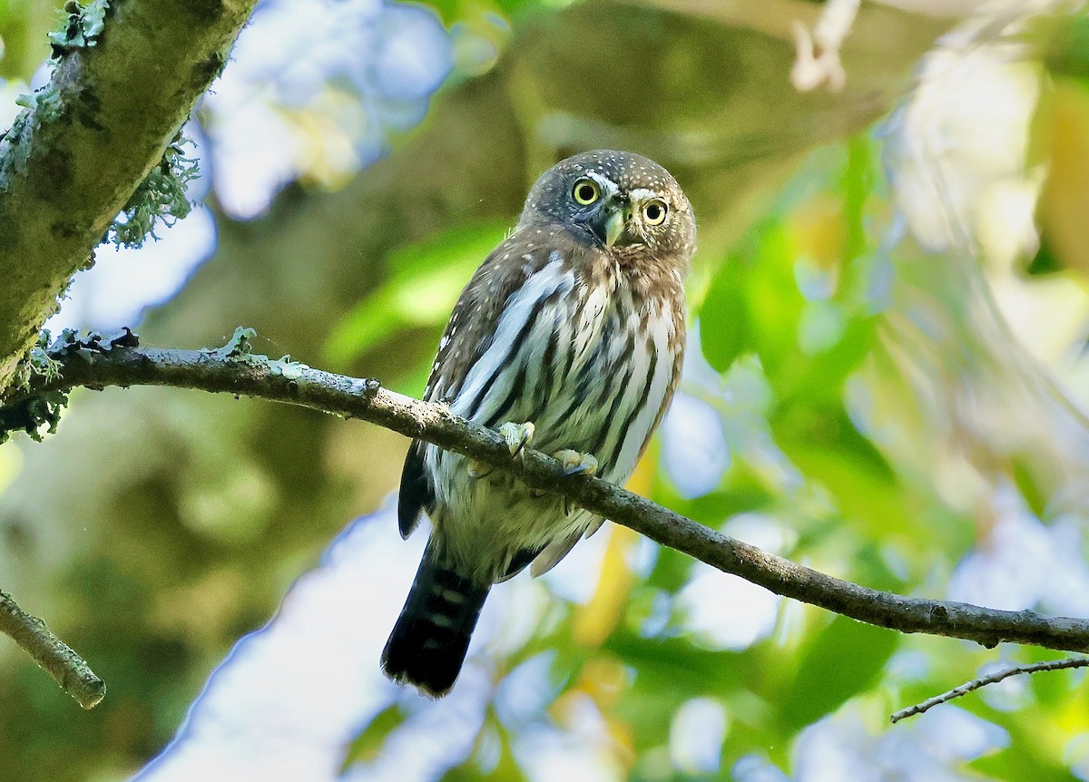 gnomugle - ML644534425