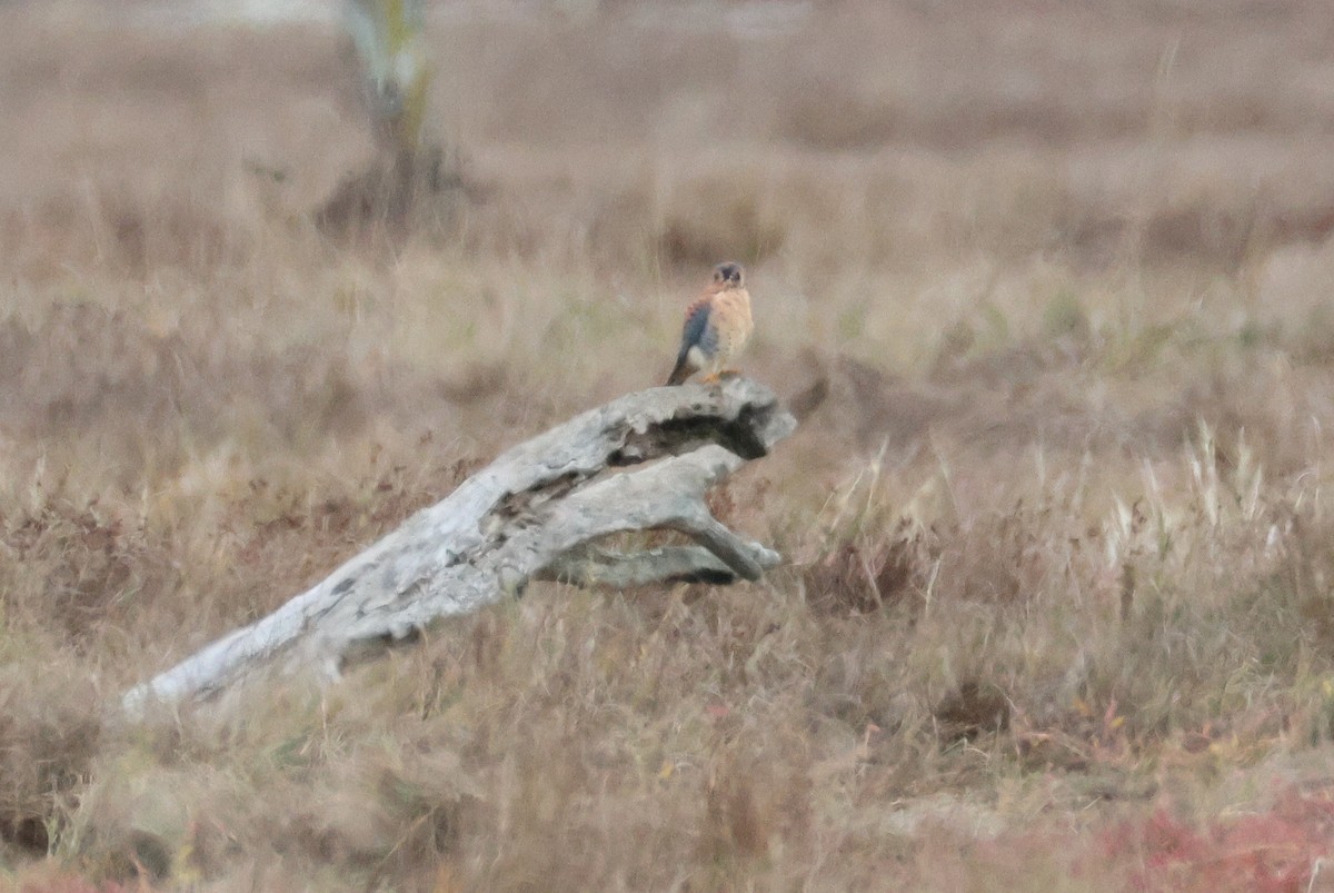 American Kestrel - ML644534427