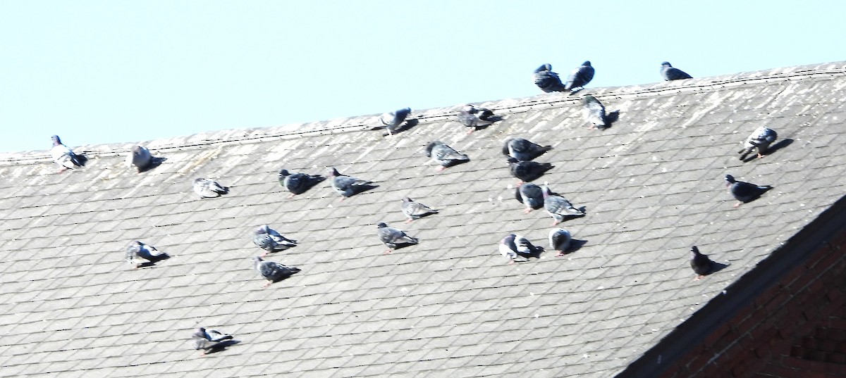 Голуб сизий (міський) - ML644534429