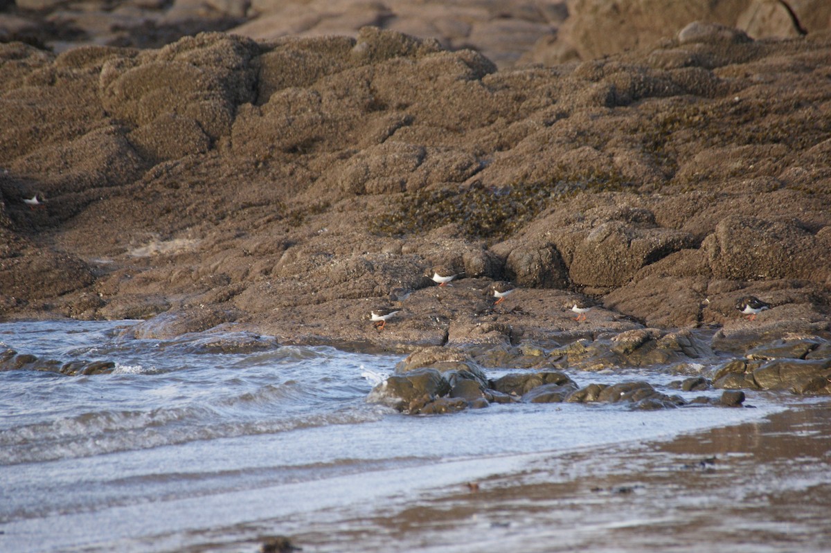 Крем'яшник звичайний - ML644534431